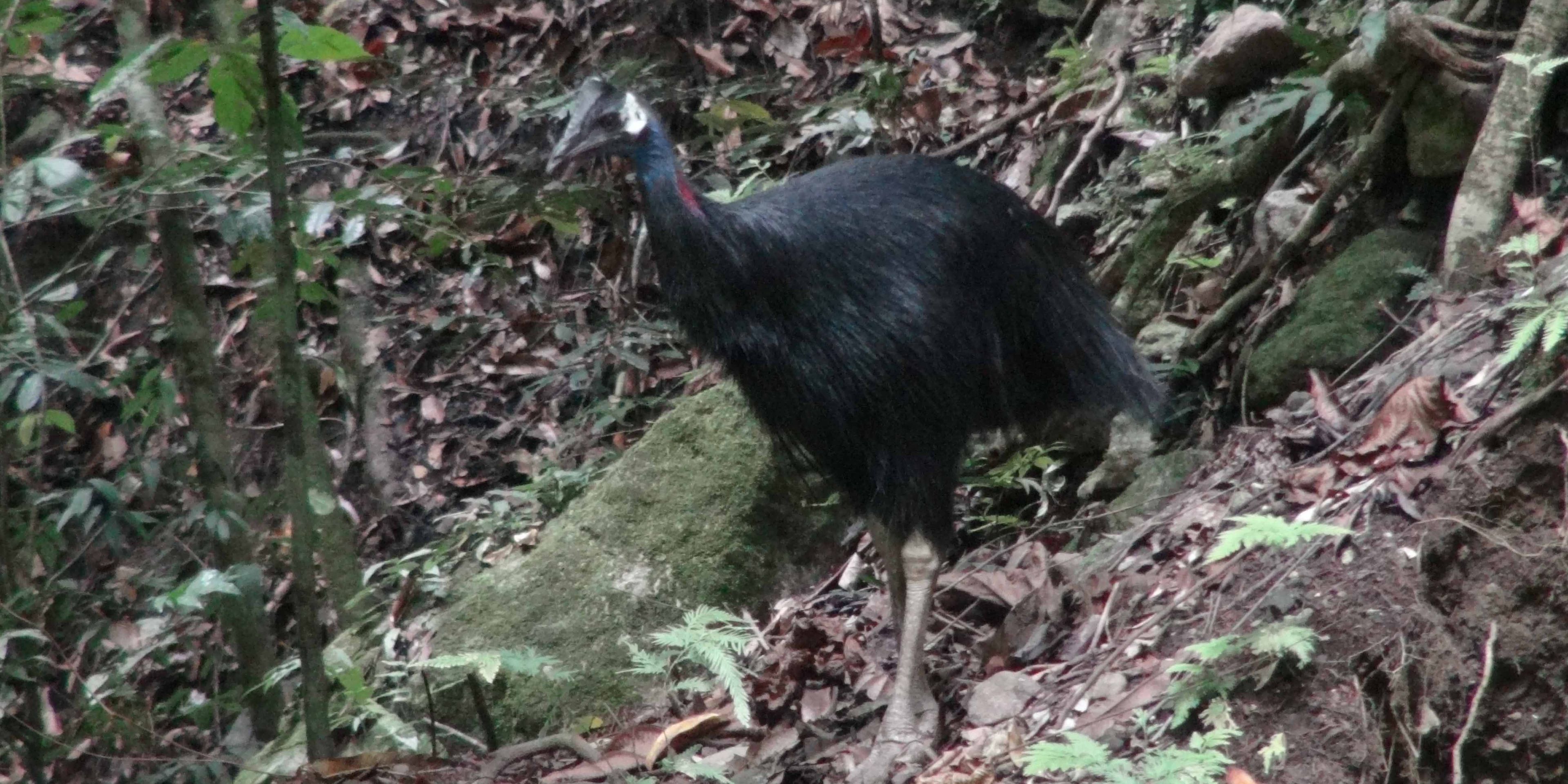 Ein Exemplar des flugunfähigen Vogels Bennettkasuar (Dwarf Cassowary) aus dem Hochland von Neuguinea, mit typisch dunklem Federkleid und langen Beinen.
