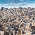 nambia-laenderinformationen-cape-cross-seal-reserve-robben-natucate