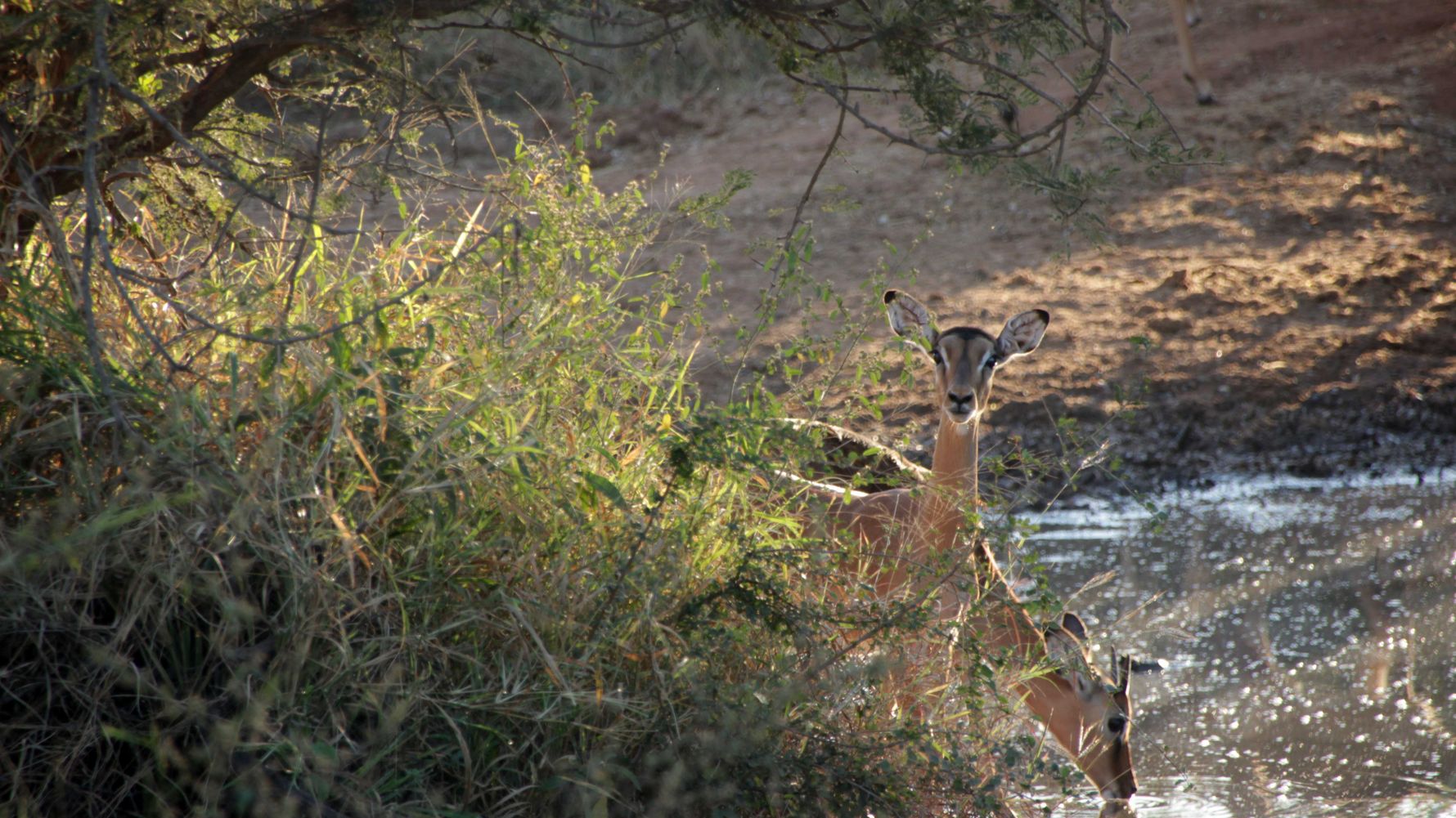 erfahrungsberichte-rangerkurs-field-guide-level-1-afrika-lea-impalas-natucate