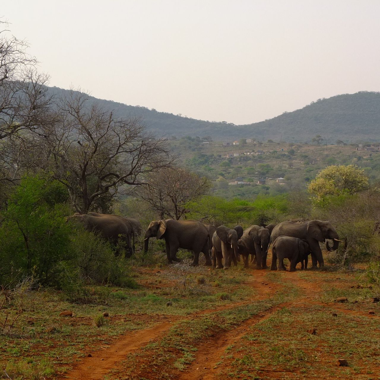 Auslandsaufenthalt in Suedafrika: Blick auf ein Tal mit einer Herde Elefanten