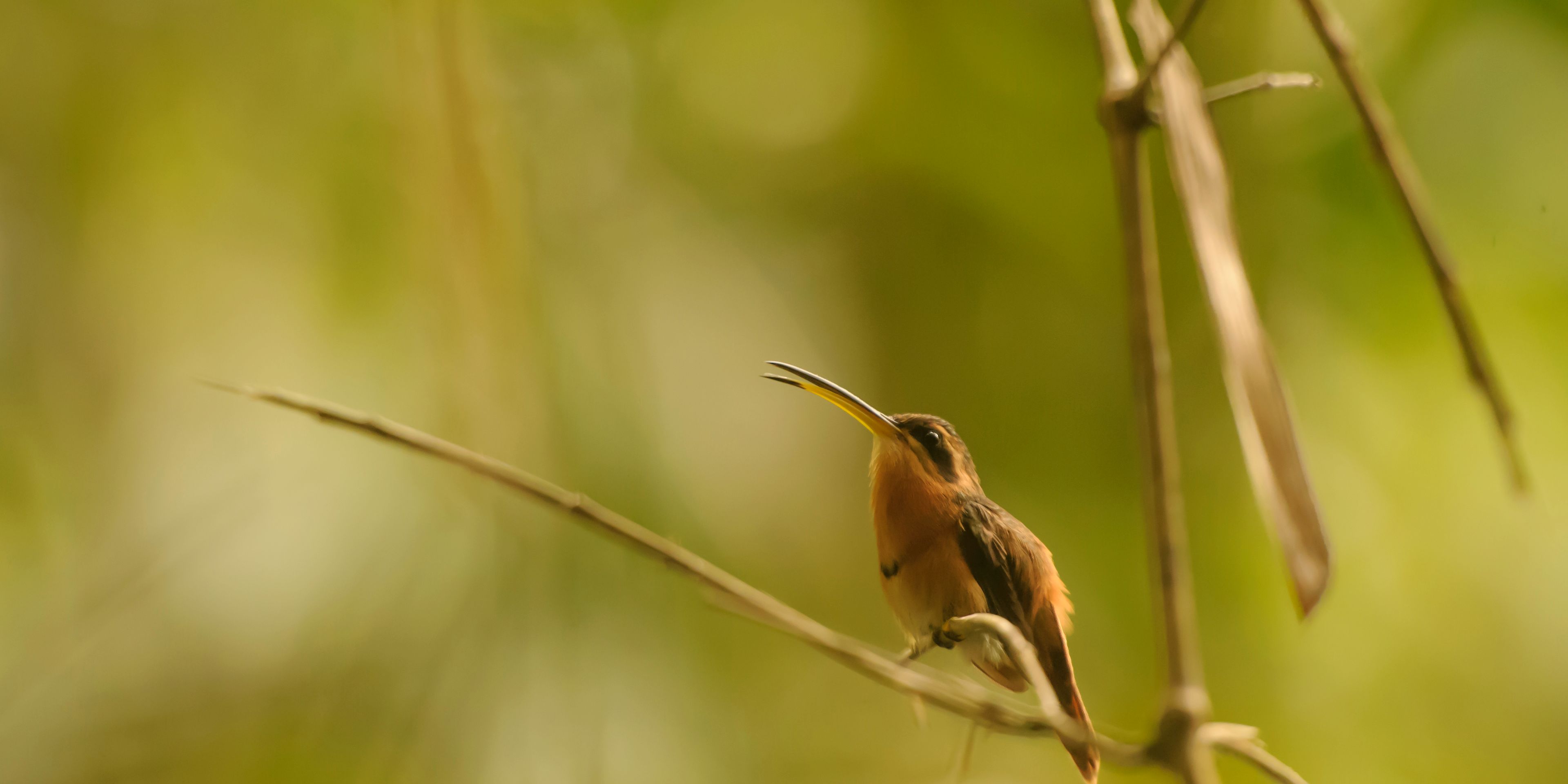 Vogelkunde im Amazonas als Teil der Rangerausbildung in Peru