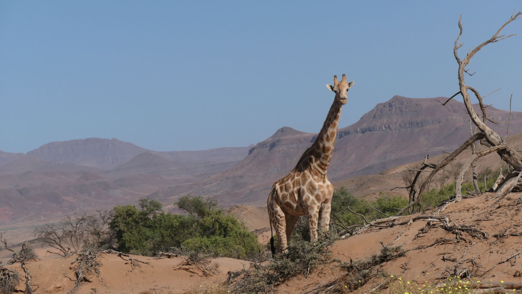 erfahrungsbericht-freiwilligenarbeit-namibia-elefantenschutz-emma-giraffe-natucate