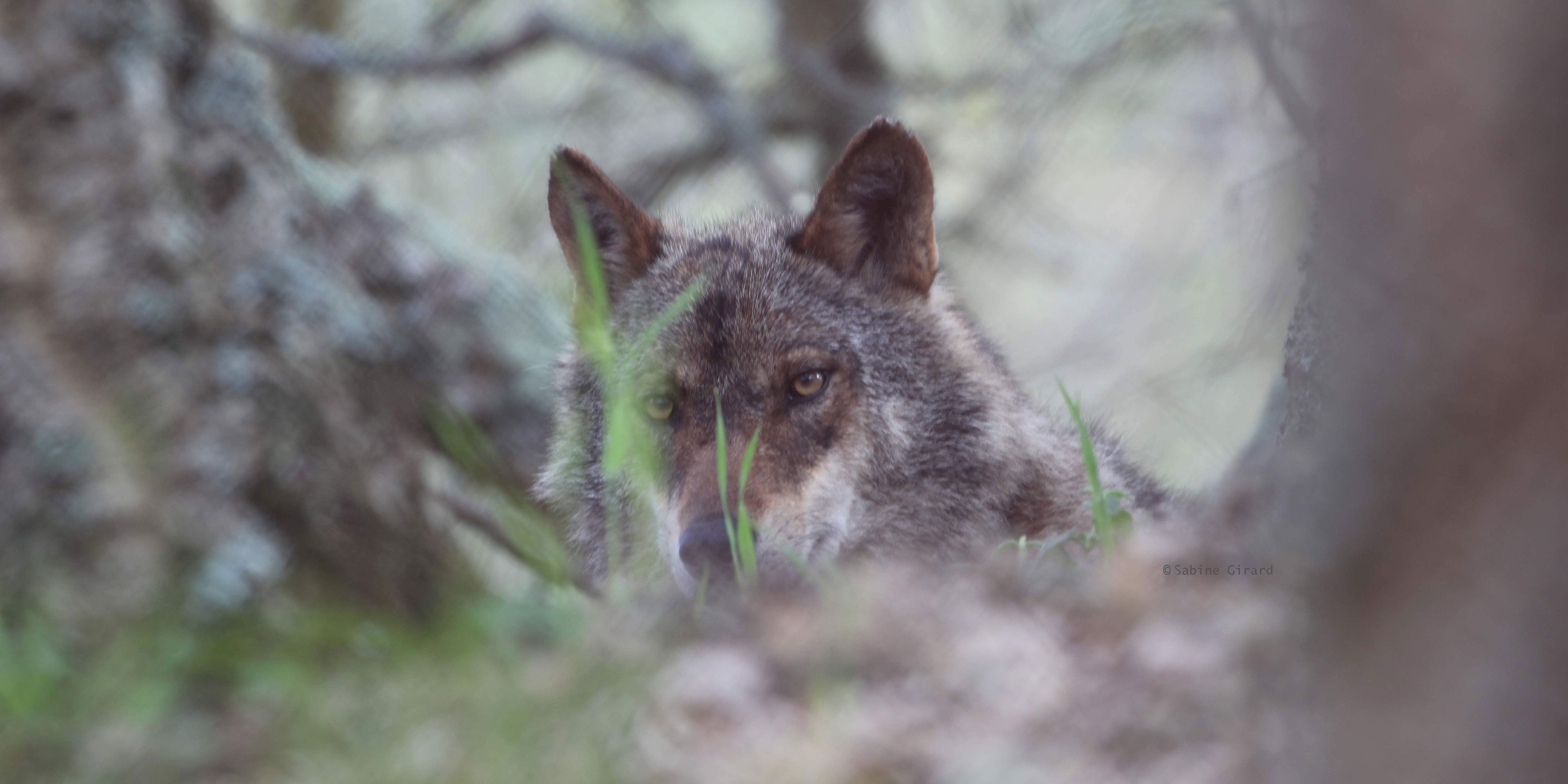 Ein Iberischer Wolf auf dem Gelaende des Wolfsschutzprojekts im portugiesischen Distrikt Lissabon