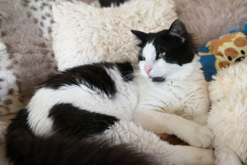 freiwilligenarbeit-griechenland-tierschutz-katzenunterkunft