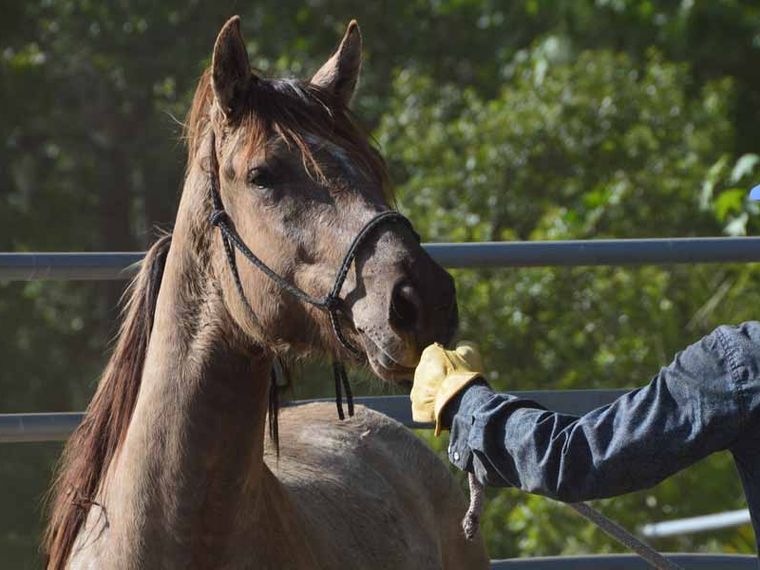 blog-wissen-mustangs-in-den-usa-masseneinschlaeferung-und-schlachtung-pferd-natucate