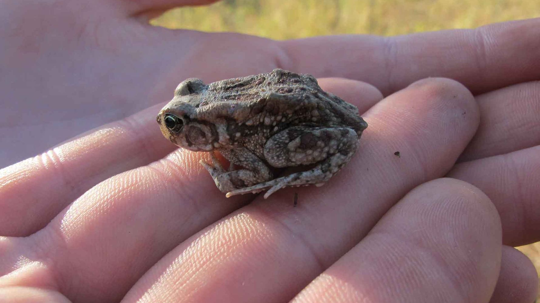 rangerausbildung-wissen-amphibien-kleiner-frosch-natucate