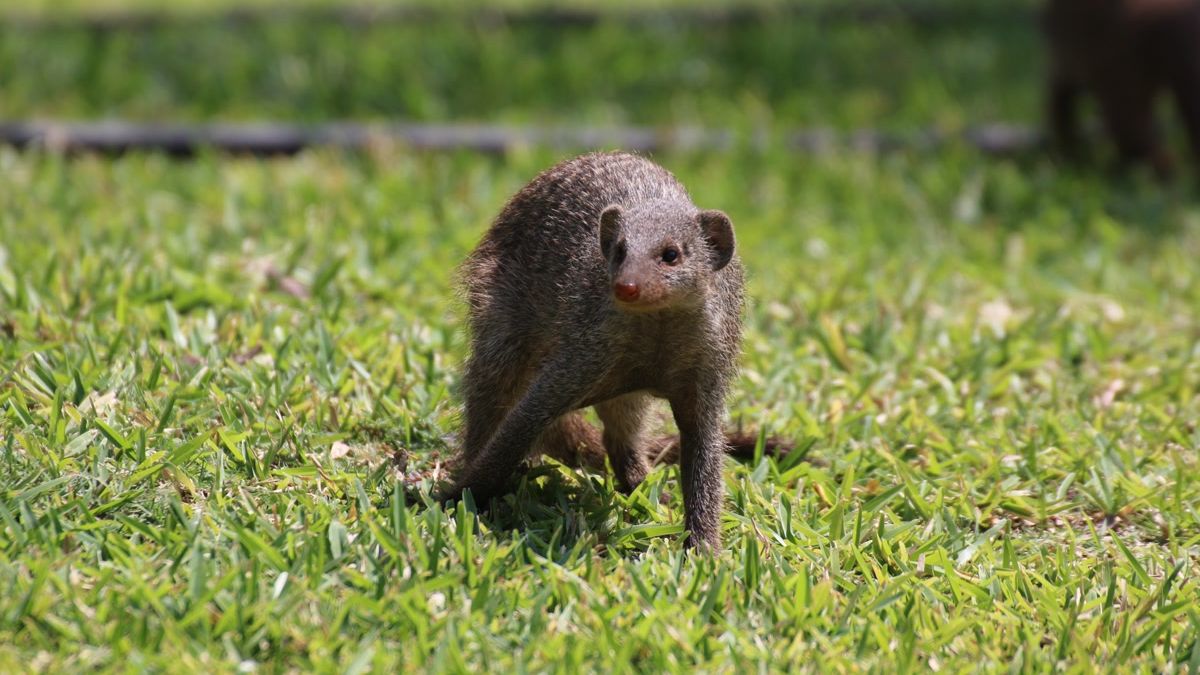 erfahrungsbericht-zimbabwe-rangerausbildung-kundenfotos-tier-natucate