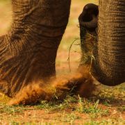 erfahrungsberichte-rangerkurse-suedafrika-professional-field-guide-marc-aurel-elefant-natucate