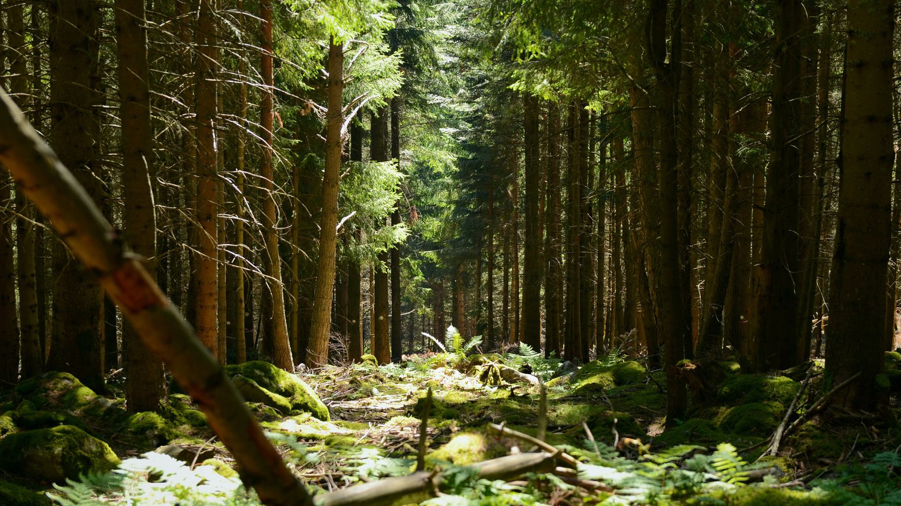 Sunbeams fall into the densely overgrown pine forest of the French flora