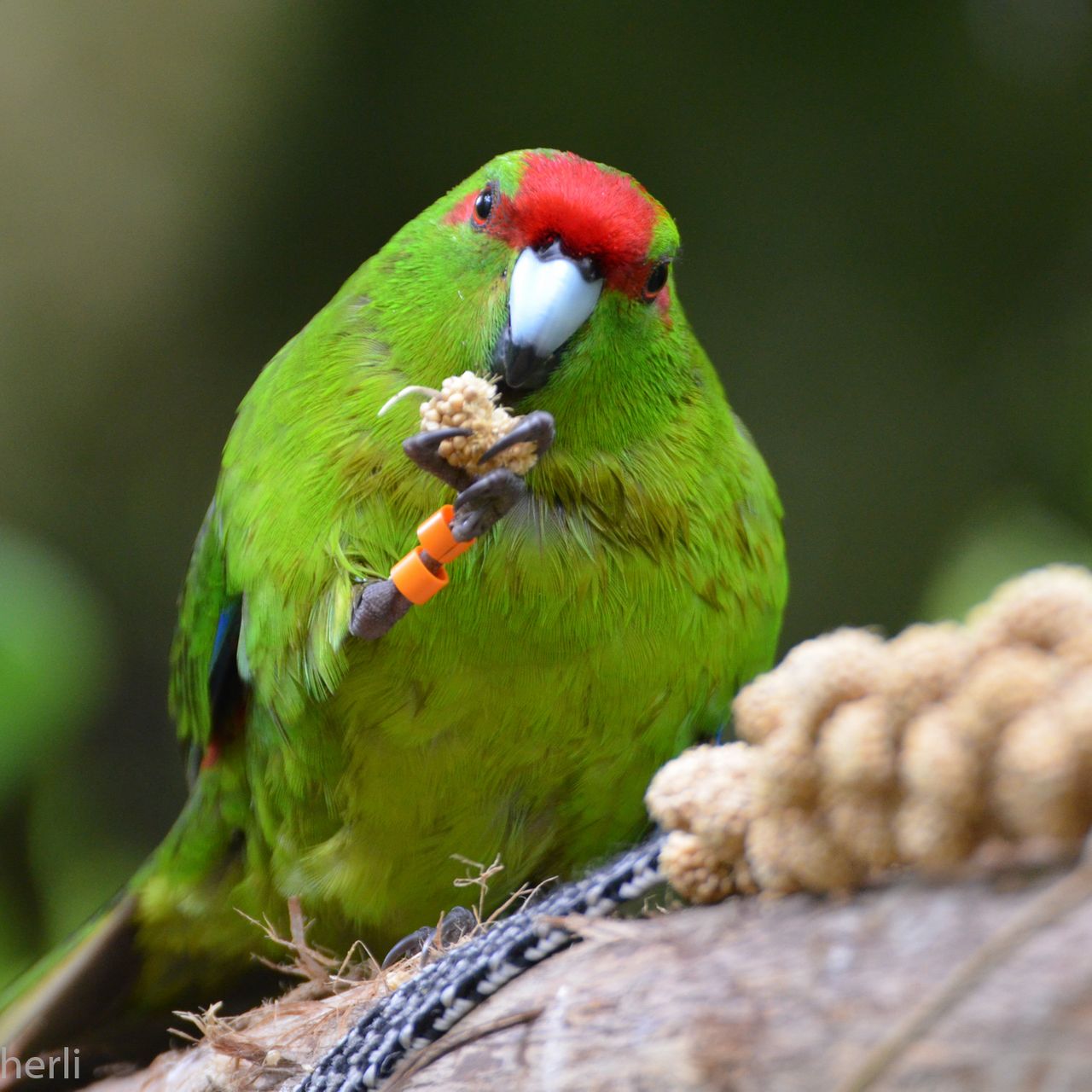 Volunteering in Neuseeland: Ein Ziegensittich frisst Fuuter aus einer dafuer befetsigten Futterstelle