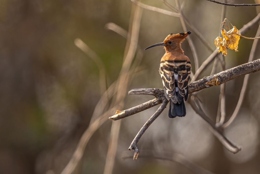 naturreisen-okavango-wilderness-experience-bird-2