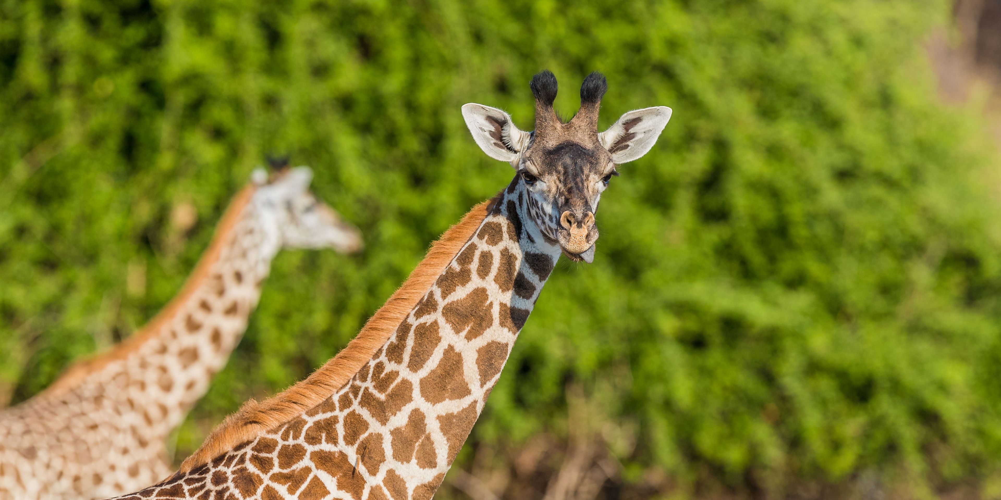 natucate-safari-simbabwe-off-the-beaten-path-luangwa-nationalpark-giraffe