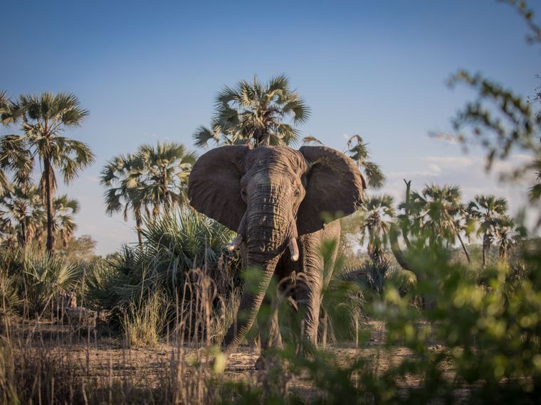 erfahrungsberichte-suedliches-afrika-fgl1-rangerausbildung-elefant-natucate