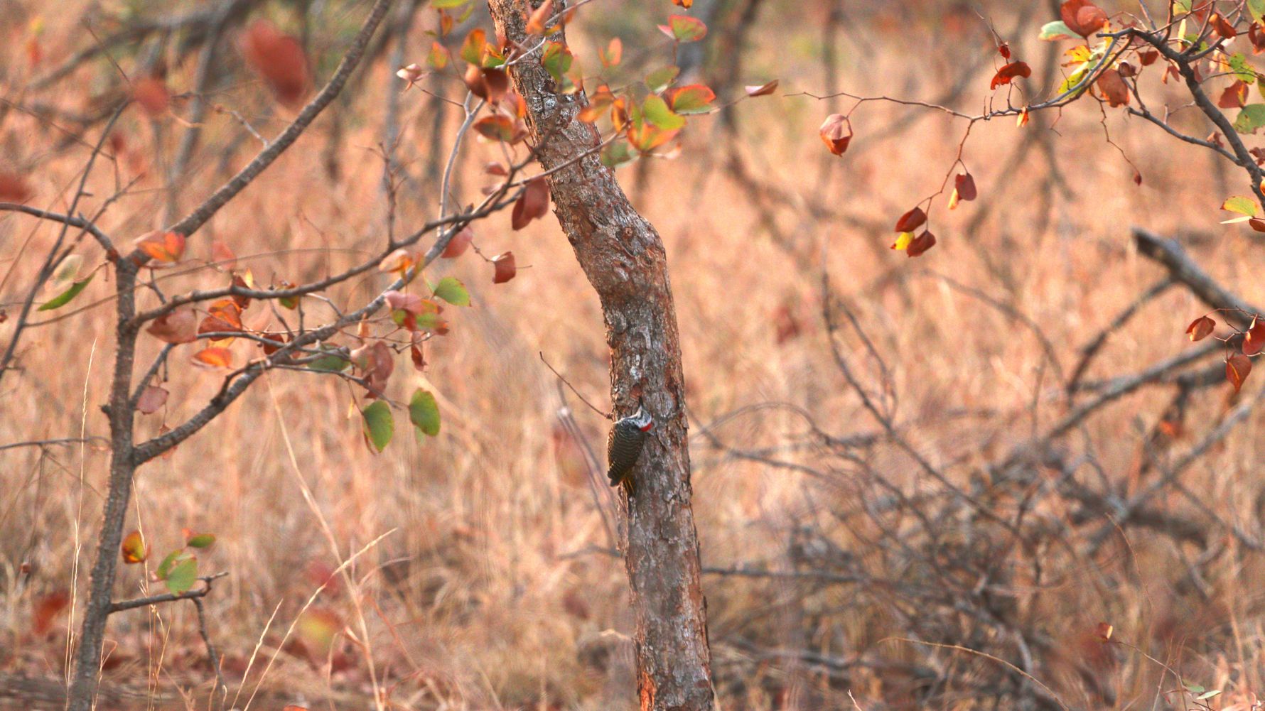 erfahrungsberichte-rangerkurse-suedafrika-field-guide-level-1-sara-specht