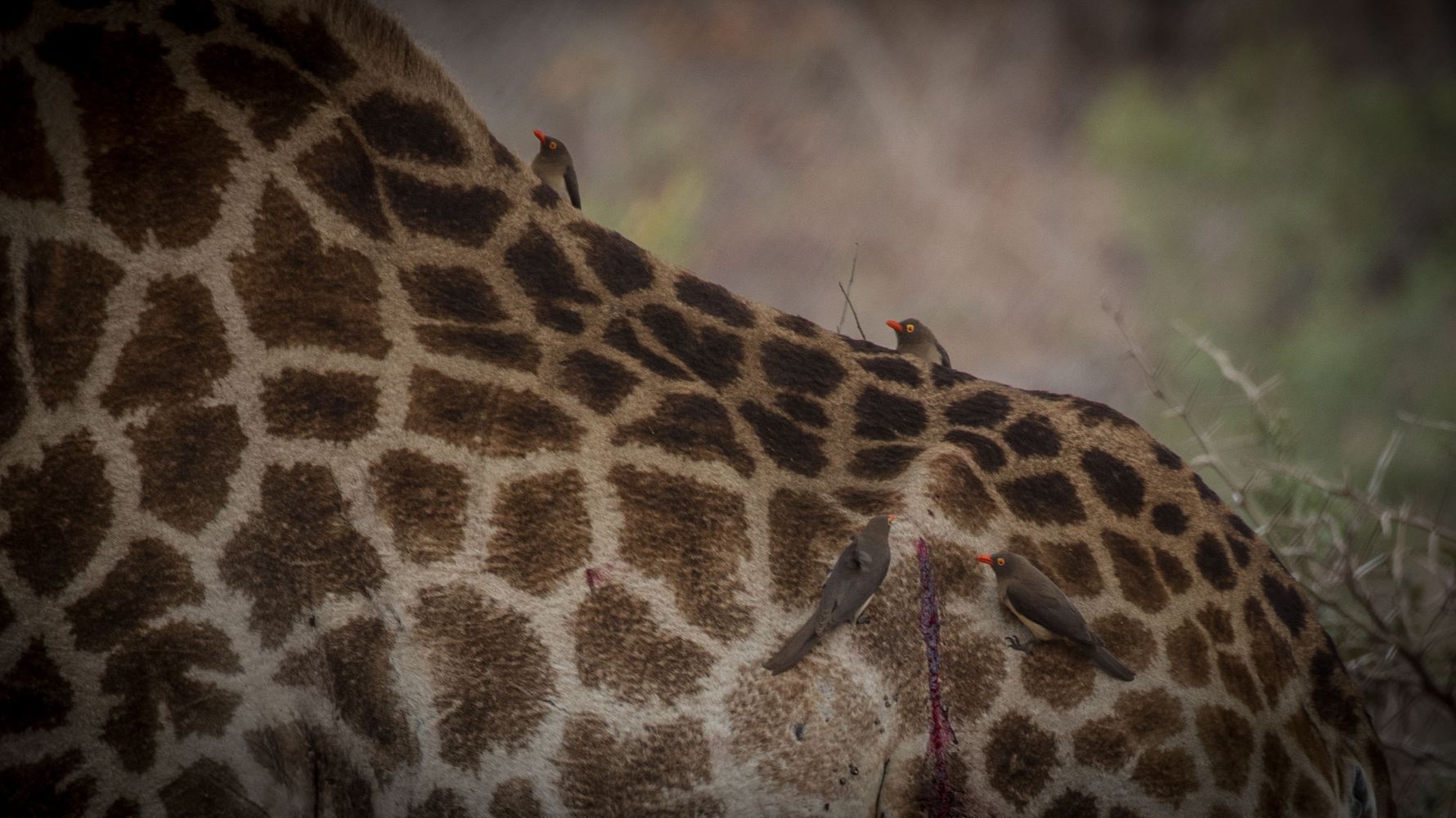 madenhacker-aasgeier-stechmuecken-symbiose-giraffe-blog-natucate