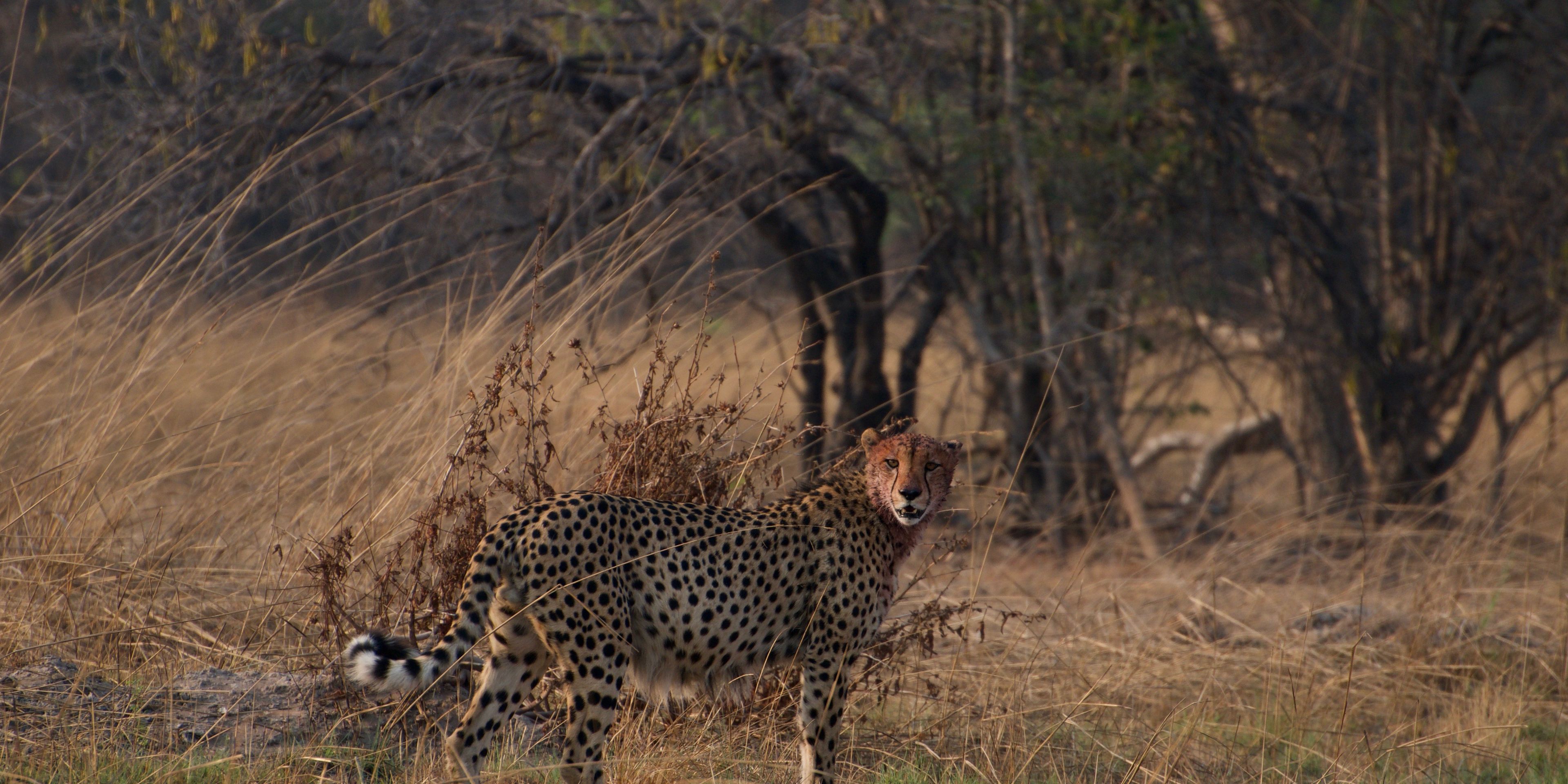 natucate-safari-authentisch-wildnis-sambia-cheetah