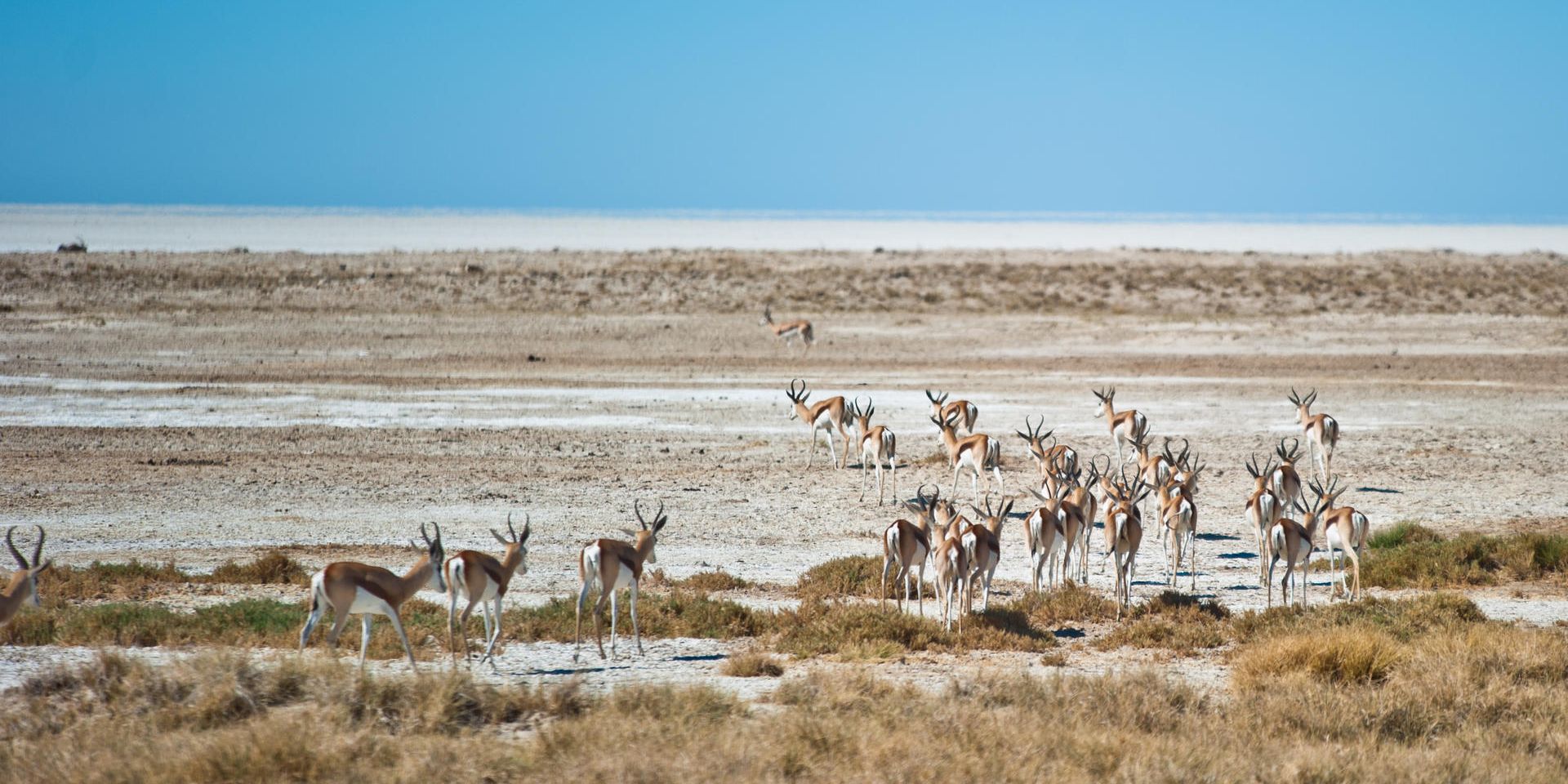 natucate-safari-namibia-etosha-antelope-landscape