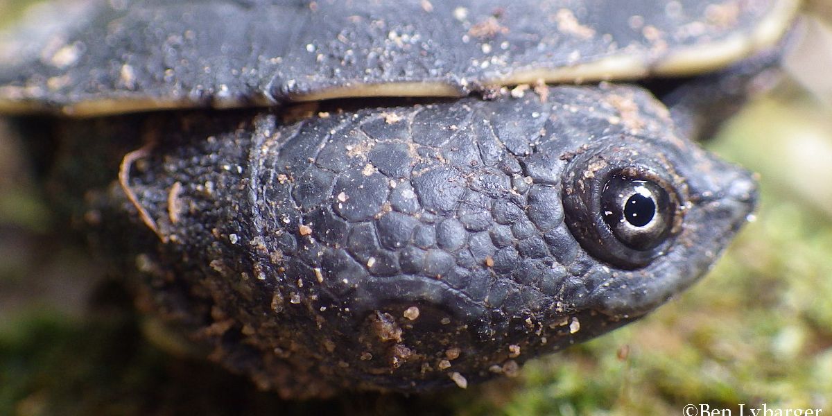 Eine Suesswasserschildkroete zieht ihren Kopf in der Waagerechten zurueck