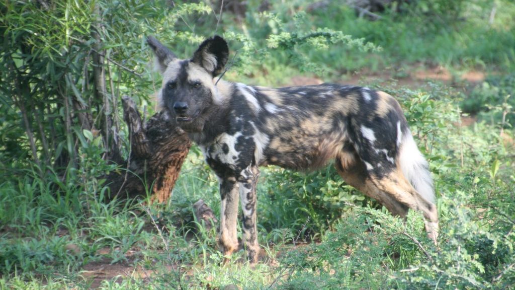 erfahrungsberichte-sabbatical-australien-afrika-naturschutz-silvia-wildhunde-natucate