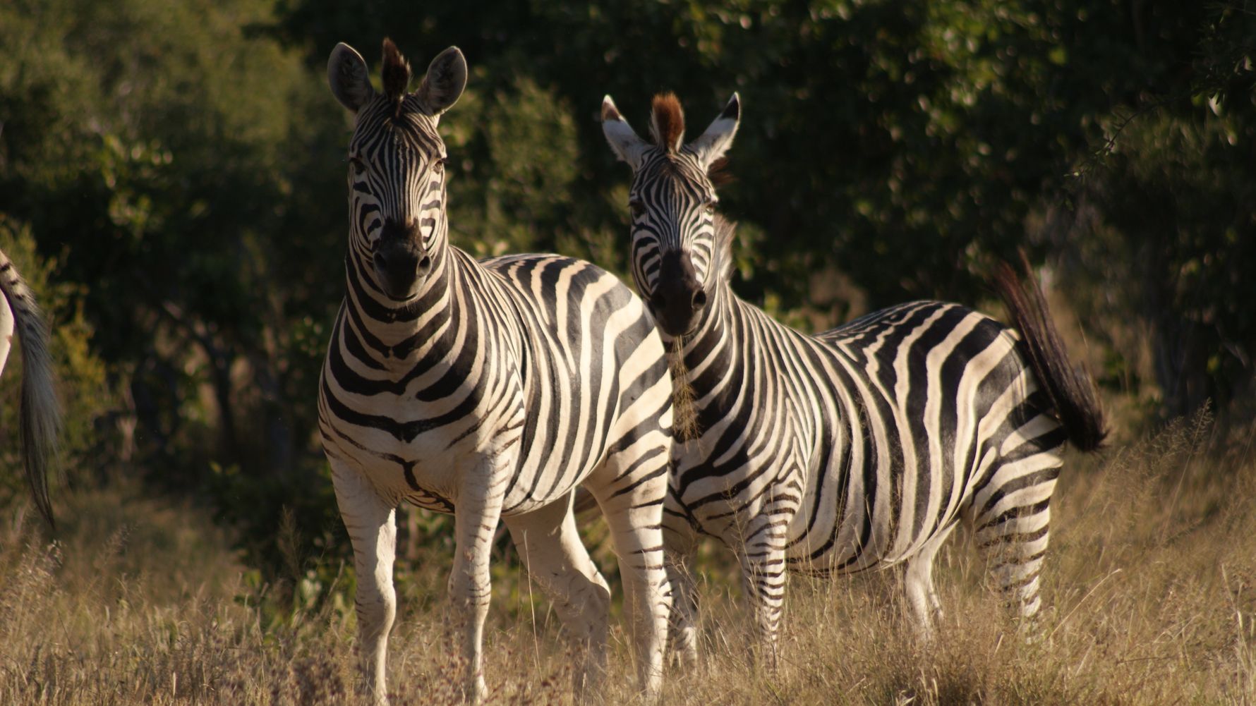 two Zebras