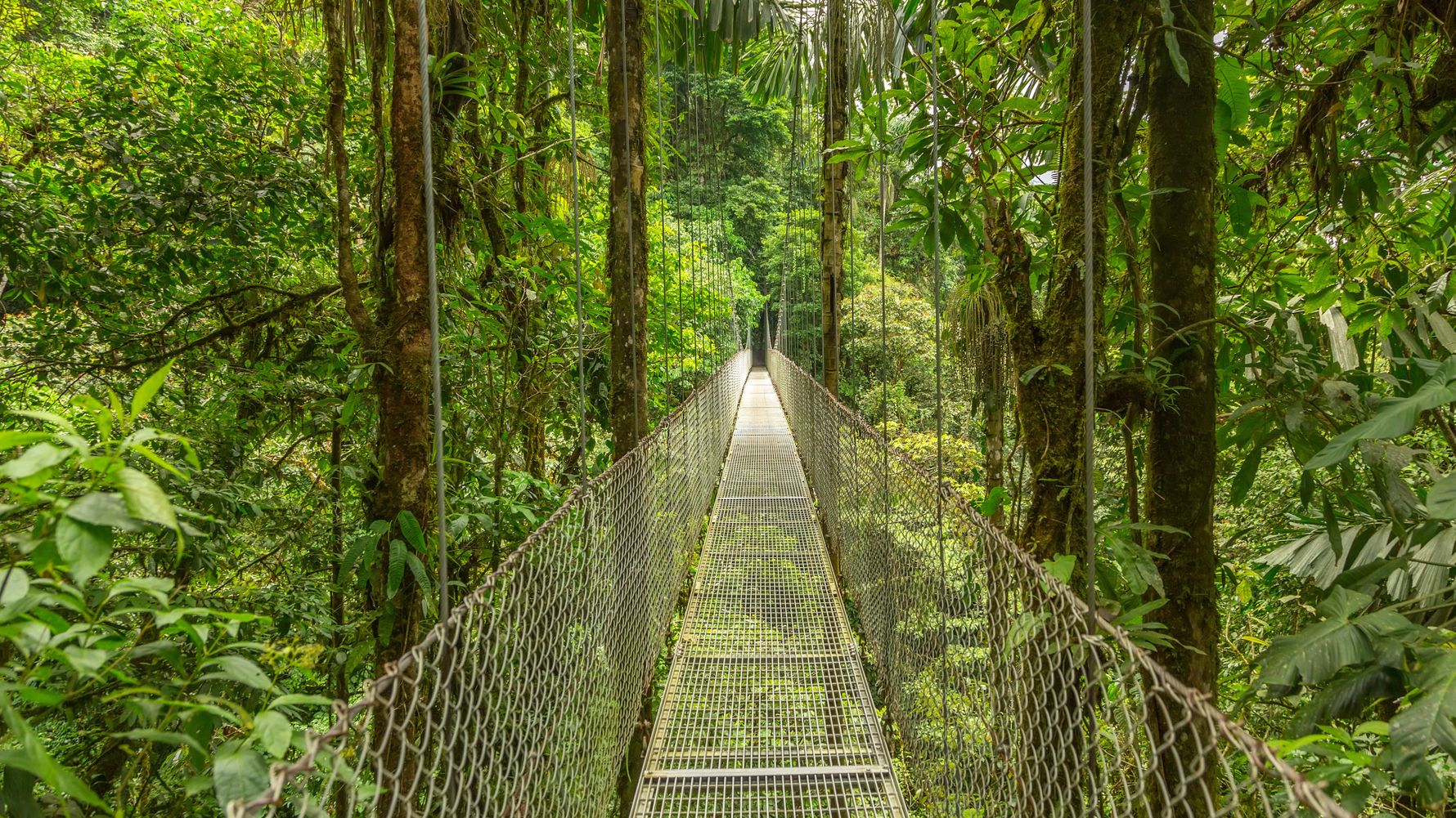 natucate-blog-news-anniversary-costa-rica-forest-bridge