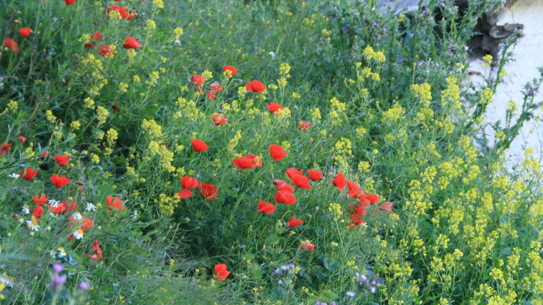 freiwilligenarbeit-spanien-erfahrungsbericht-naturschutz-blumen-natucate