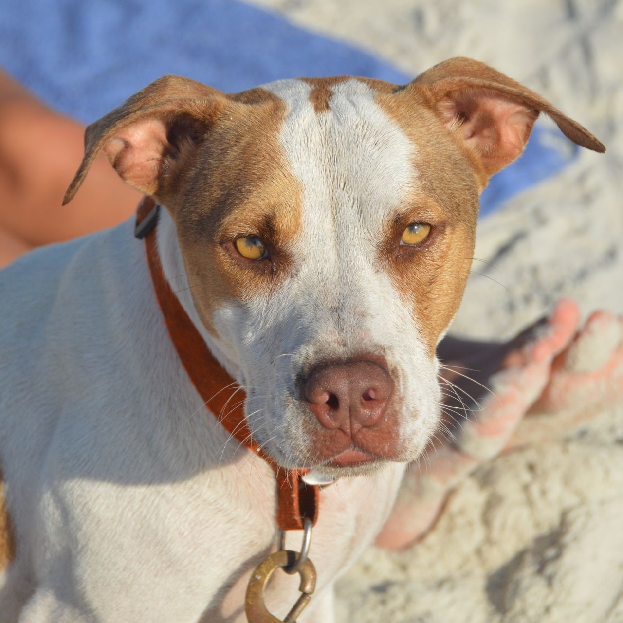 Sabbatical in Florida: Ein Hund am Strand