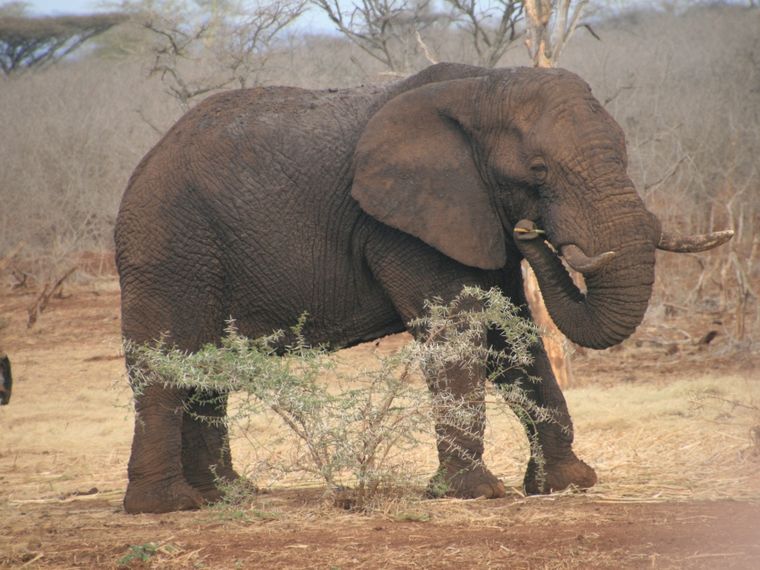 erfahrungsberichte-rangerkurse-suedafrika-field-guide-level-1-niklas-elefant-natucate