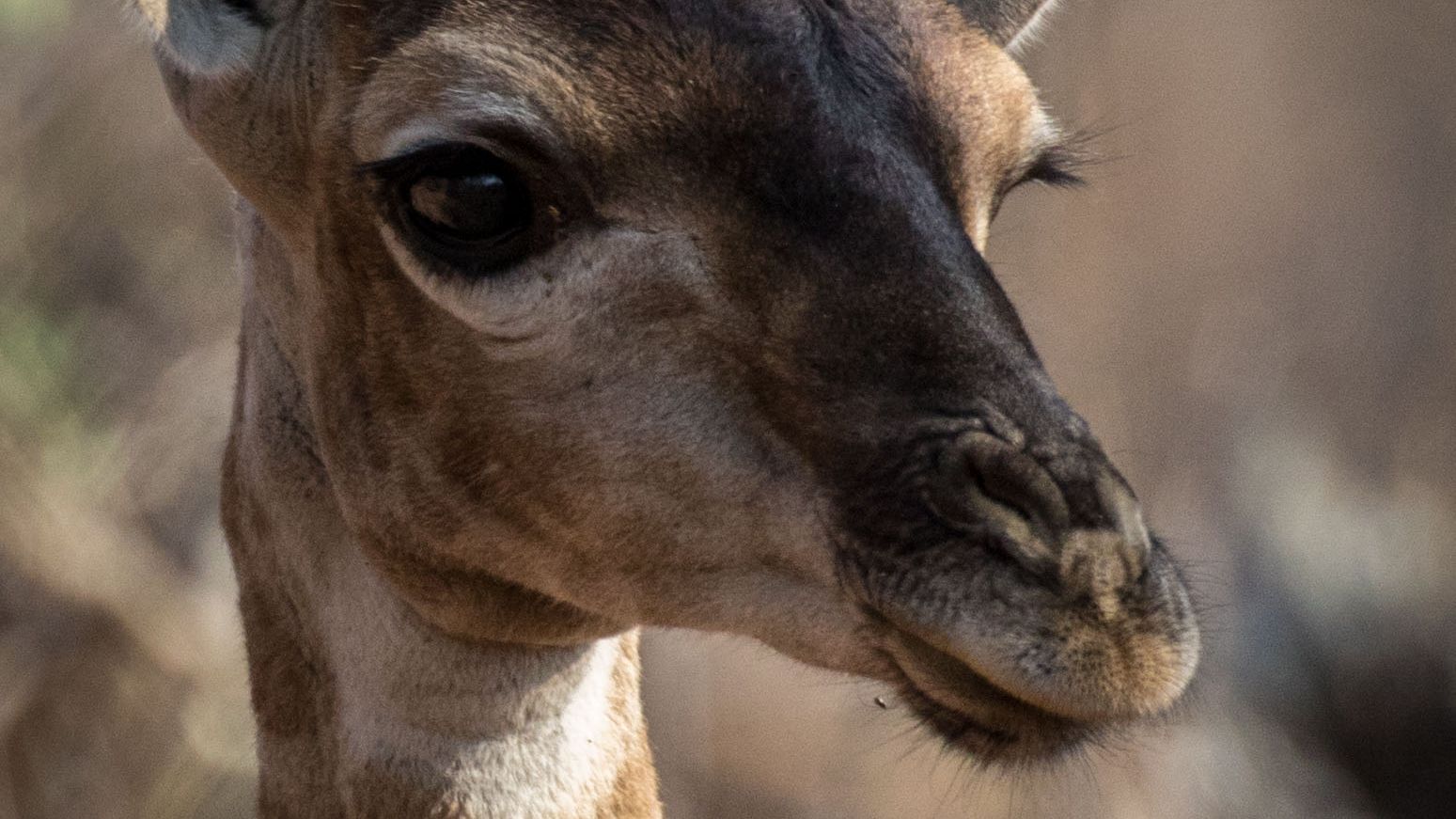 giraffe-afrika-naturwissen-blog