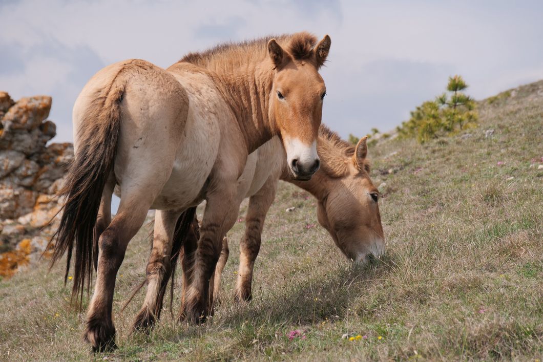 Zwei Prezewalski Pferde stehen eng beieinander. Das Vordere schaut zum Betrachter, während das andere grast.