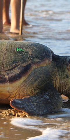 freiwilligenarbeit-griechenland-kefalonia-meeresschildkroete-strand-bucht