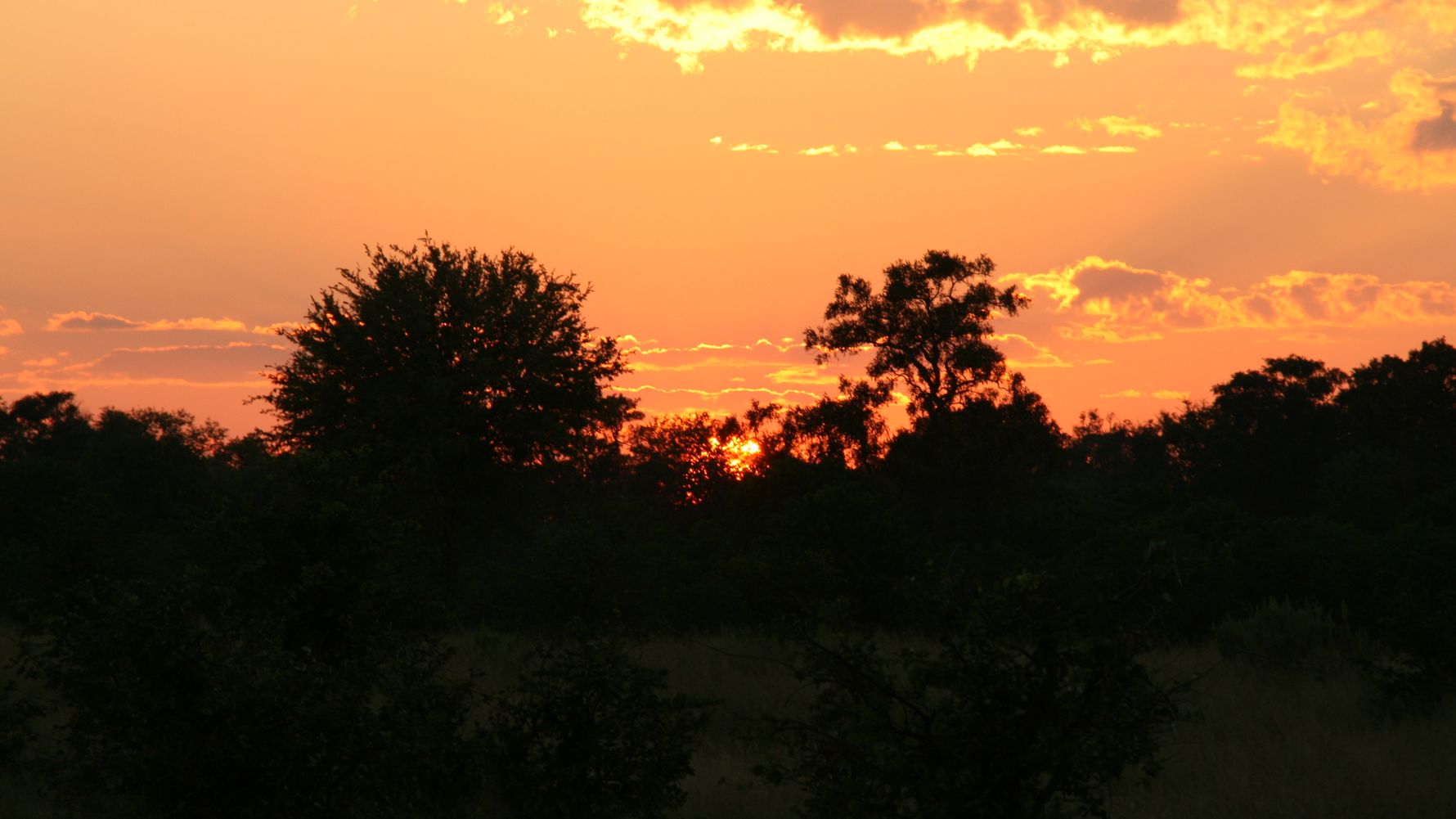 blog-ratgeber-botswana-khwai-konzession-baeume-natucate