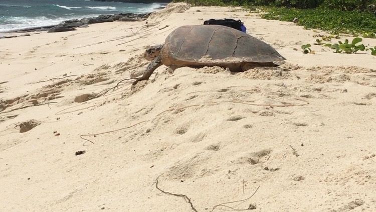 freiwilligenarbeit-seychellen-artenschutz-erfahrungsbericht-kundenfotos-strand-schildkroete-natucate