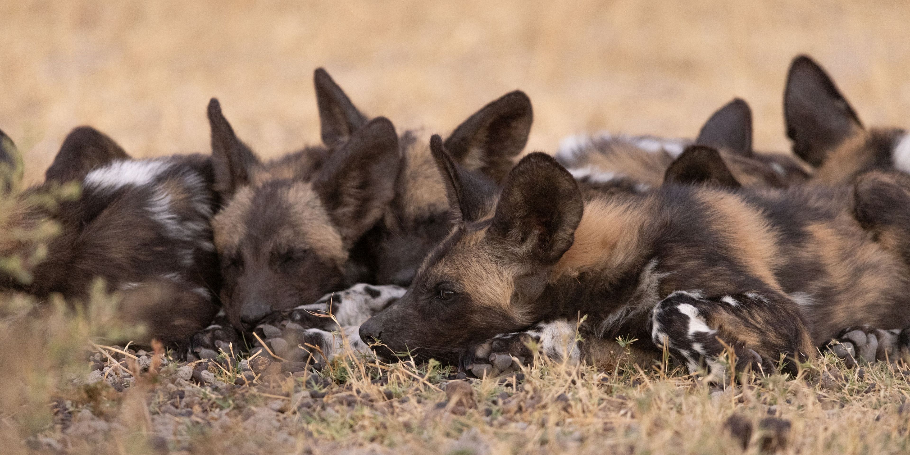 Wildhunde liegen gekuschelt auf dem Boden