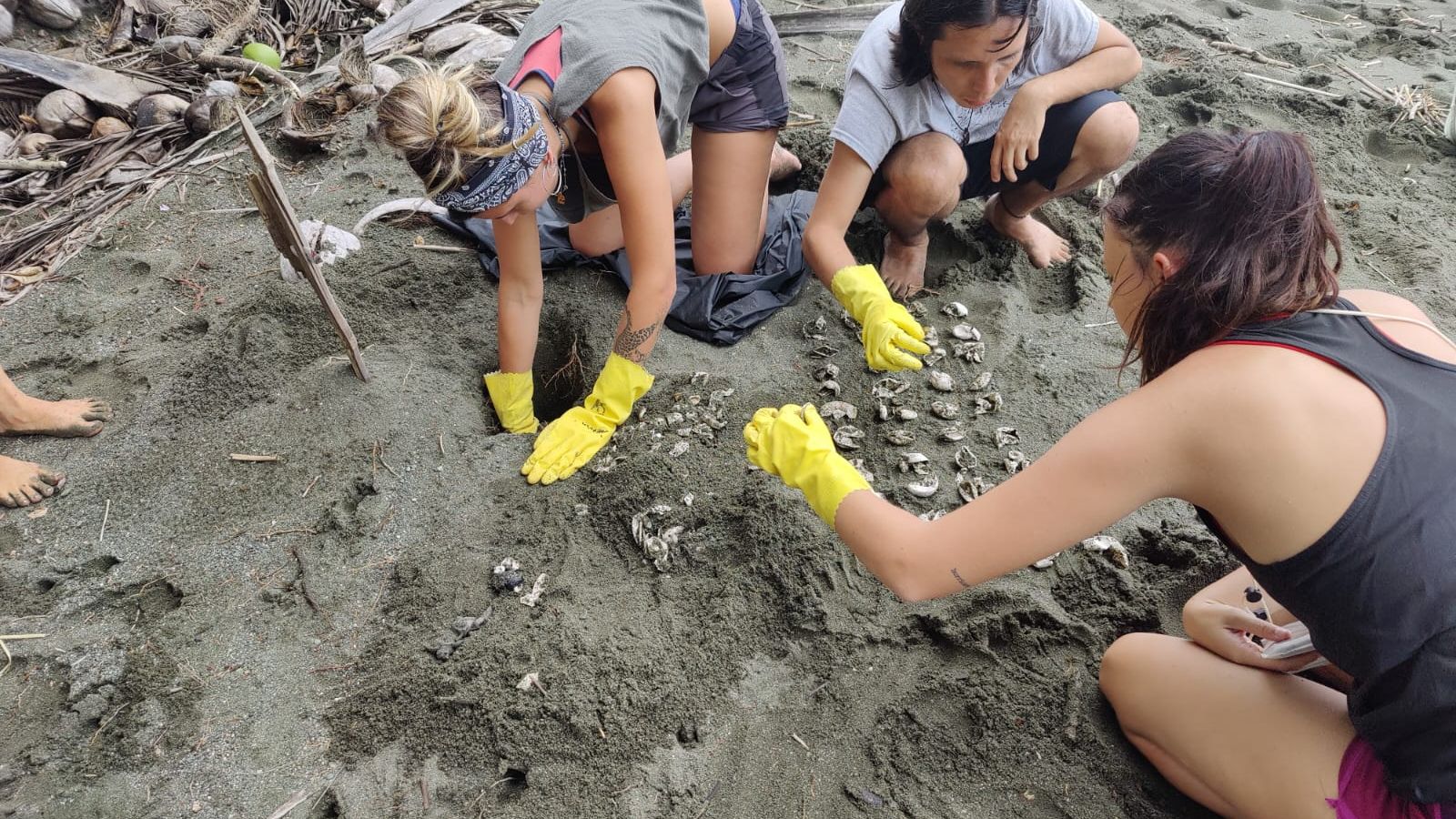 Freiwillige checken Schildkr&ouml;tennester
