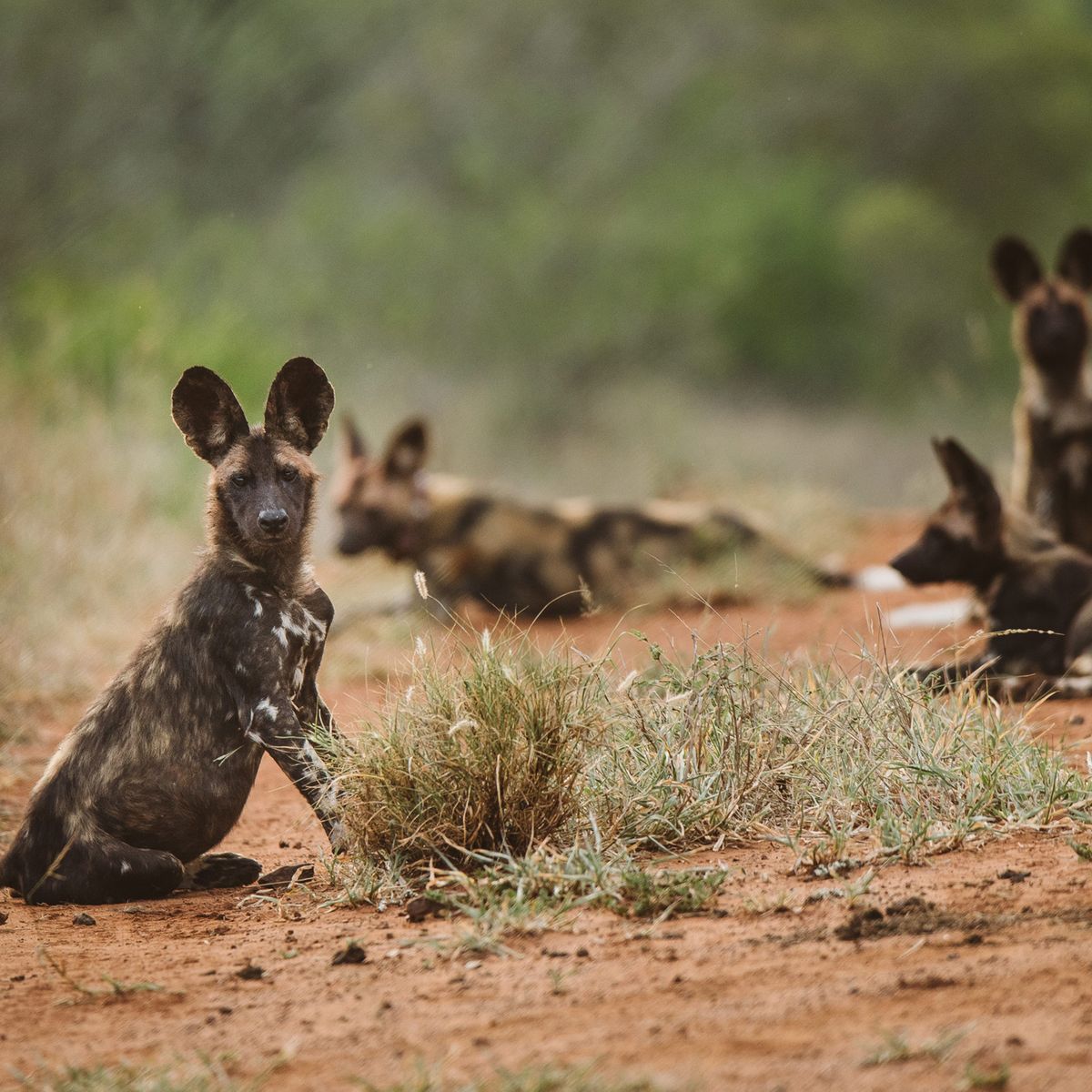 Zwei liegenden und zwei sitzenden afrikanische Wildhunde halten sich gemeinsam in der Savanne auf.