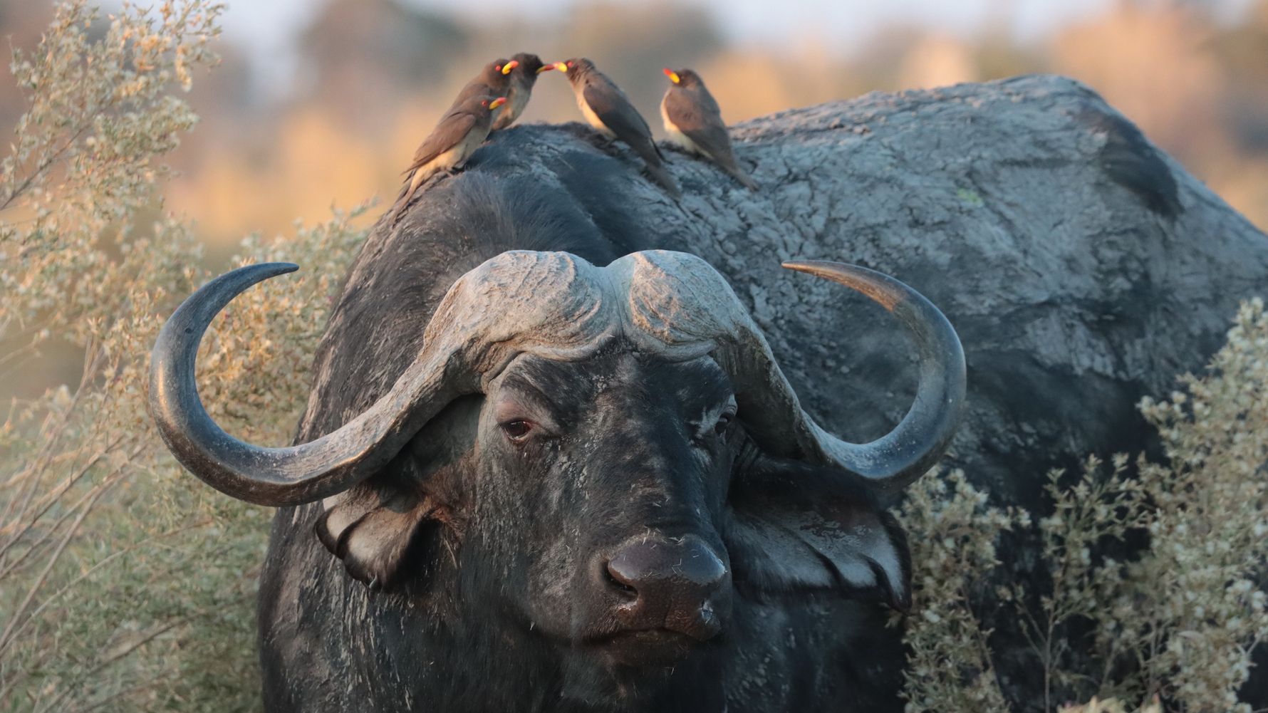 natucate-blog-ratgeber-wilderness-experience-balance-buffalo