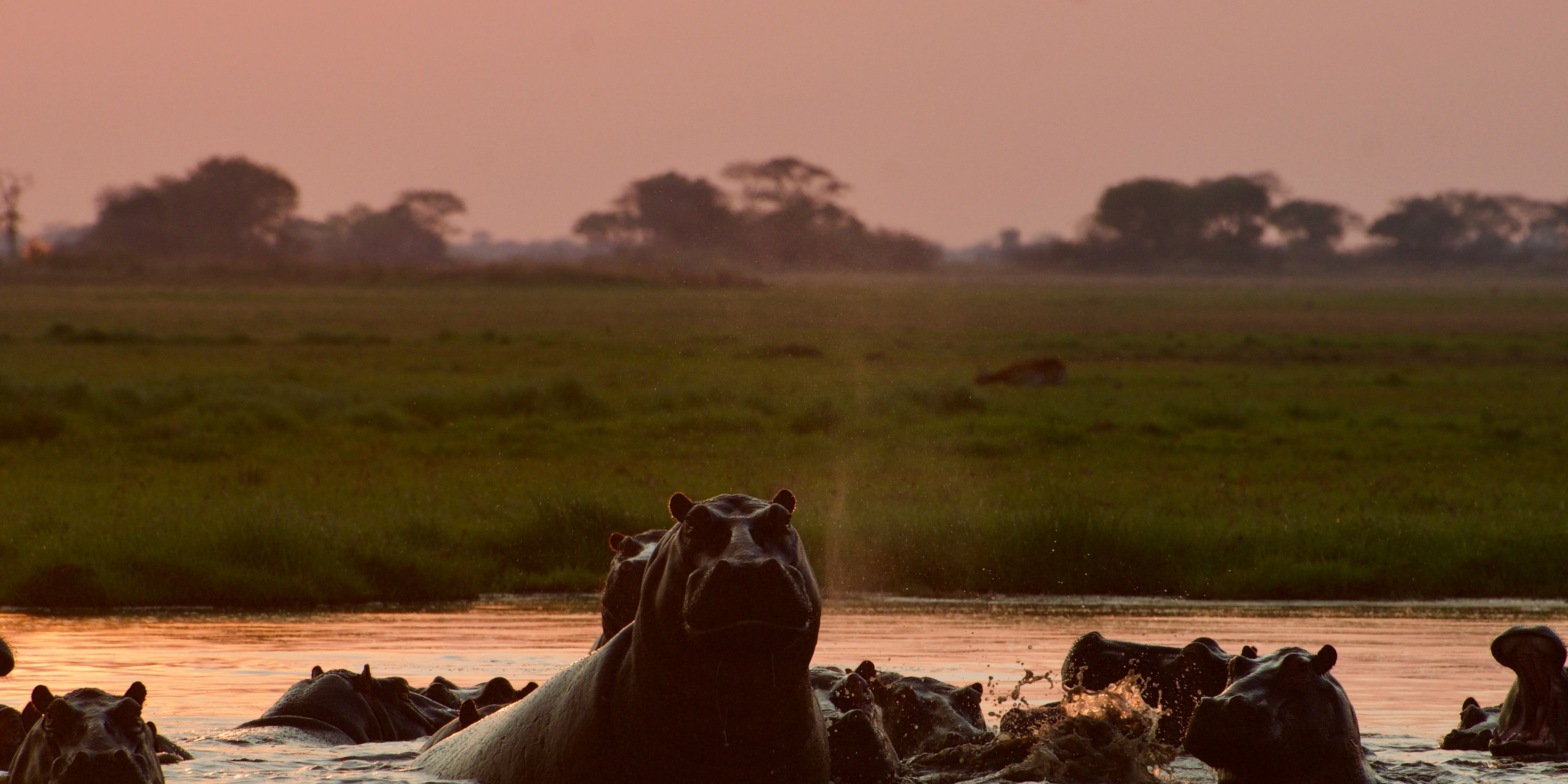 natucate-safari-authentisch-wildnis-sambia-hippo