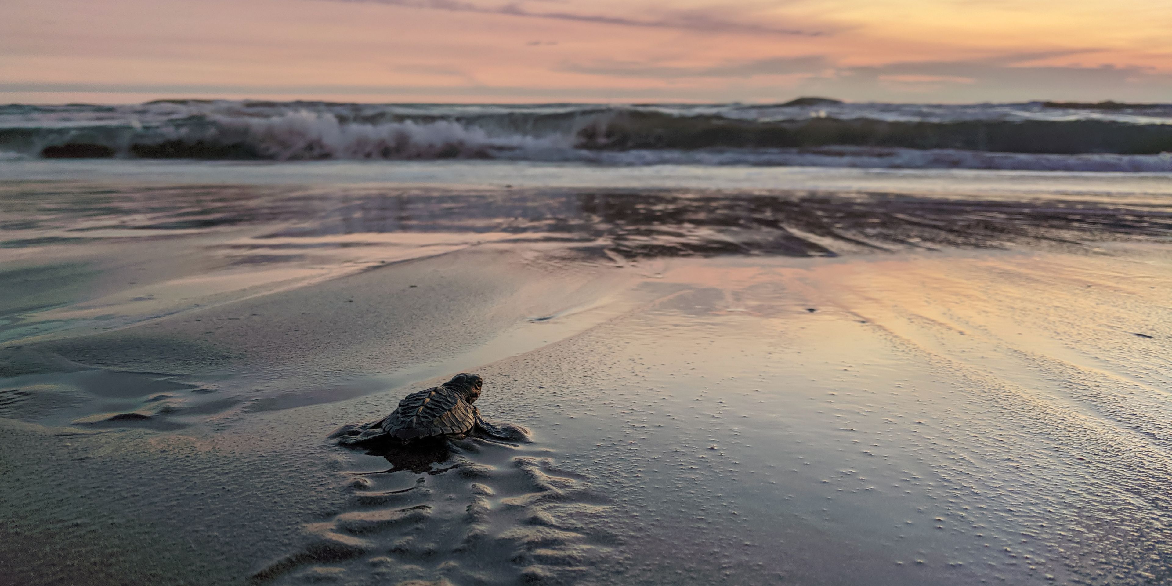 natucate-freiwilligenarbeit-costa-rica-schildkroeten-rio-oro-strand-schildkroete-sonnenaufgang
