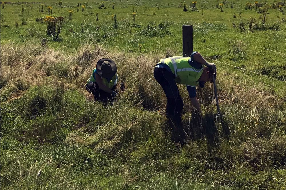 Ein Volunteer befestigt einen Zaun in der Naturlandschaft Neuseelands
