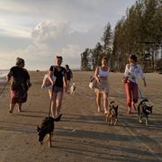 erfahrungsberichte-freiwilligenarbeit-thailand-latifa-hunde-freiwillige-strand