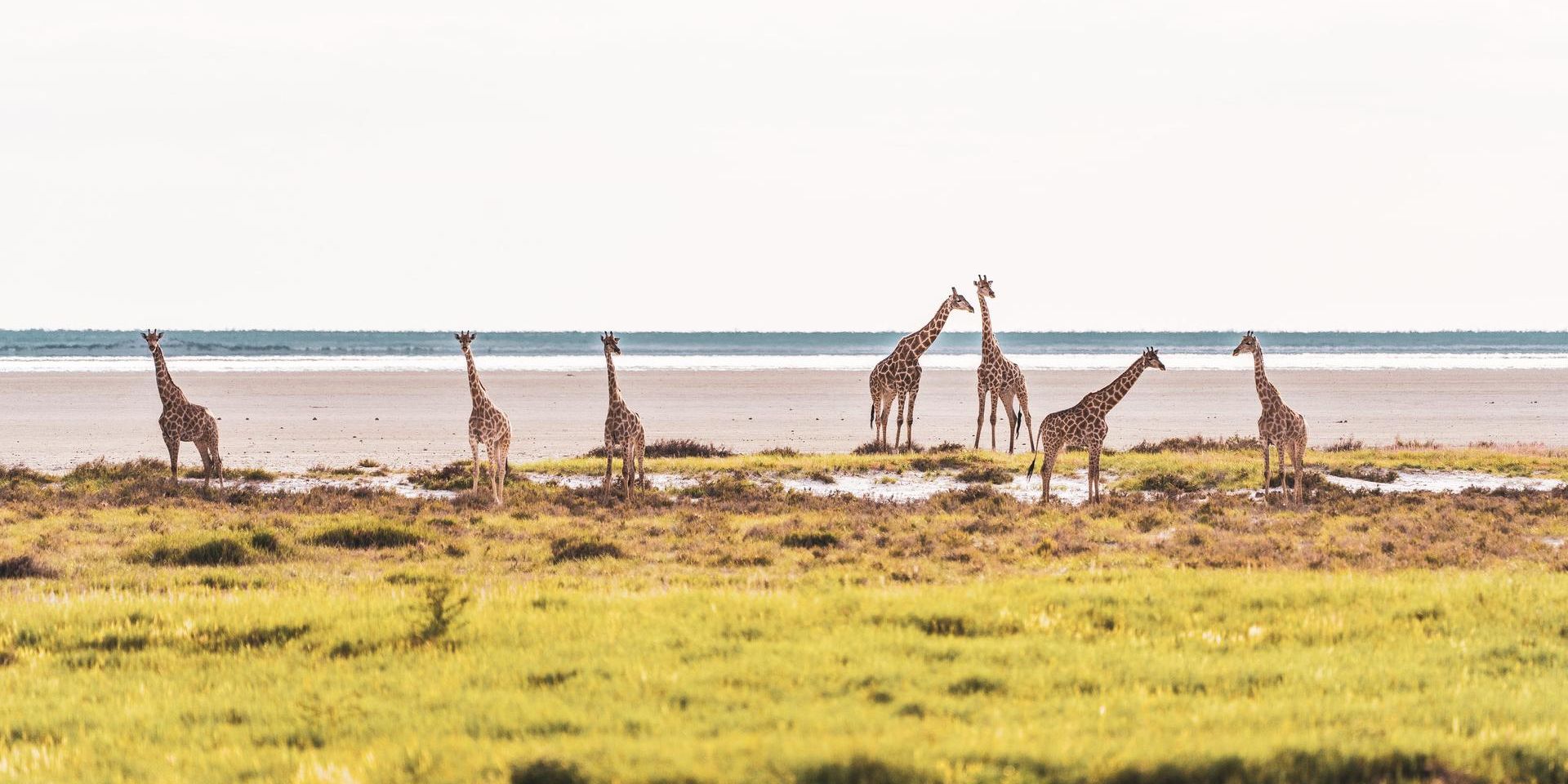 natucate-safari-namibia-etosha-giraffe-landscape