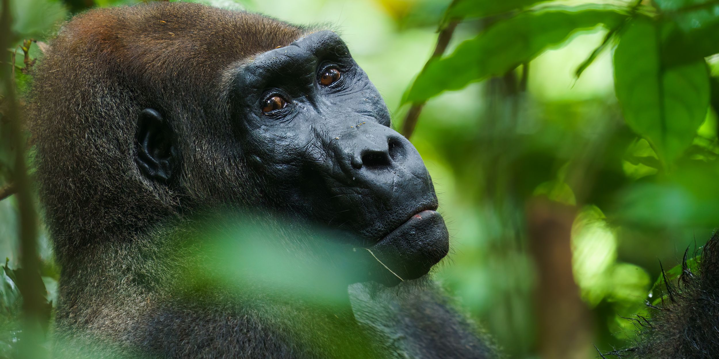 natucate-nature-travel-gabon-wilderness-trails-gorilla-head