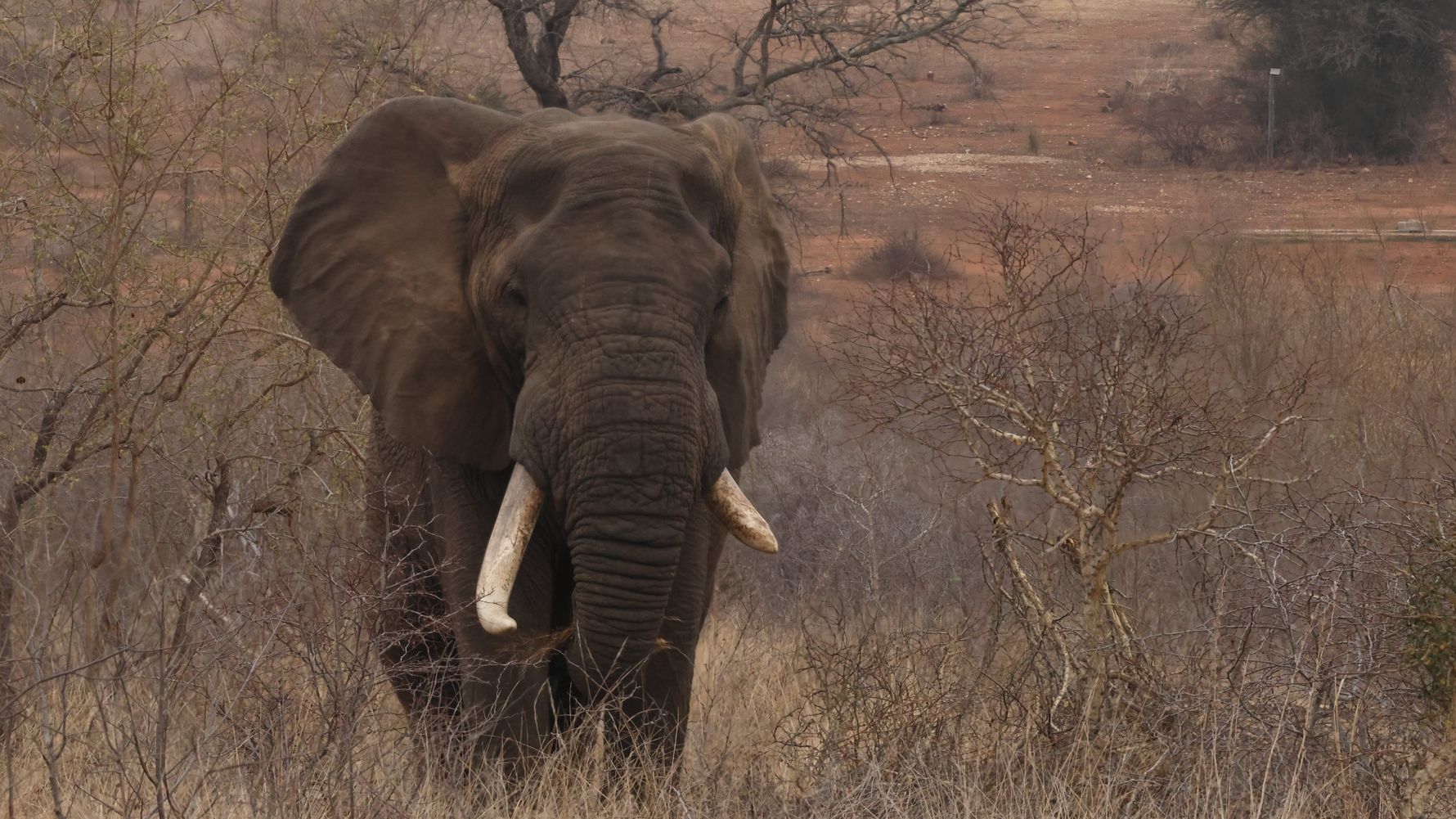 Elefant mit Sto&szlig;z&auml;hnen im Gestr&uuml;pp