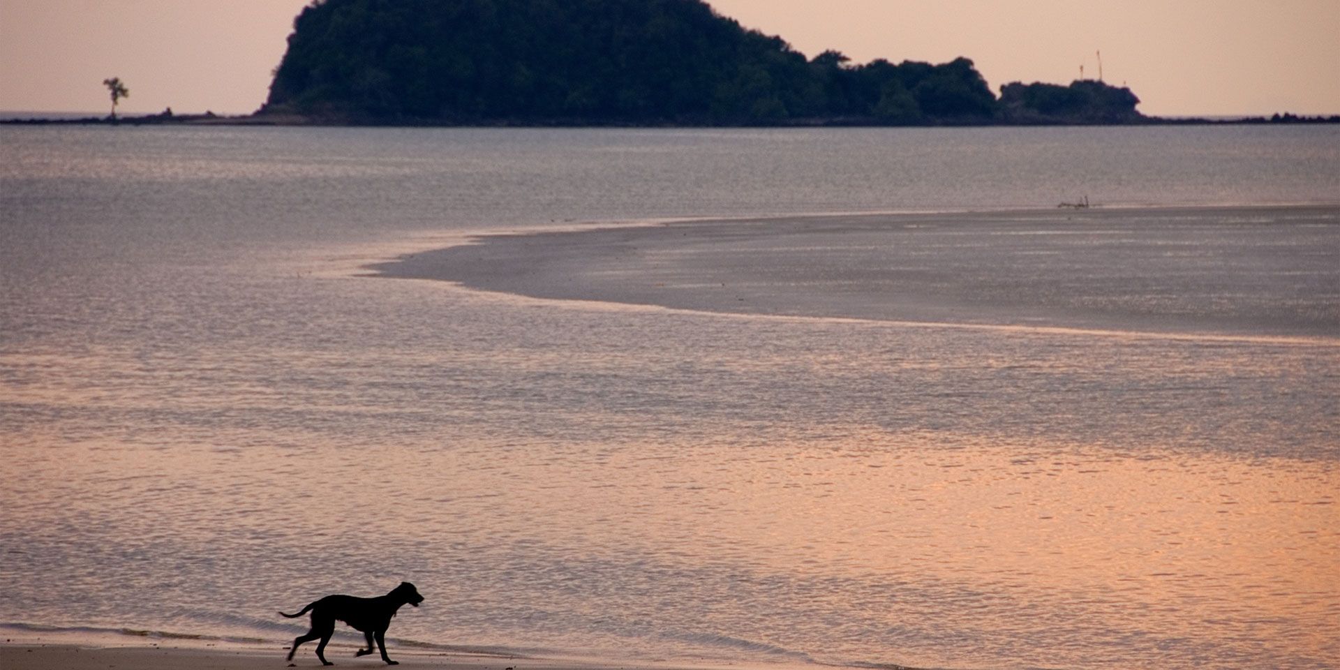 A dog is walking on a beach in Ko Lanta at sun set, looking over the ocean