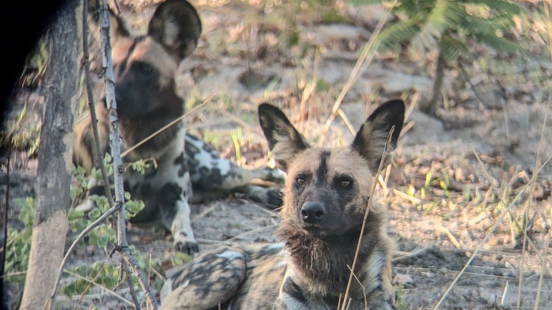 natucate-blog-review-sambia-klara-wild-dogs