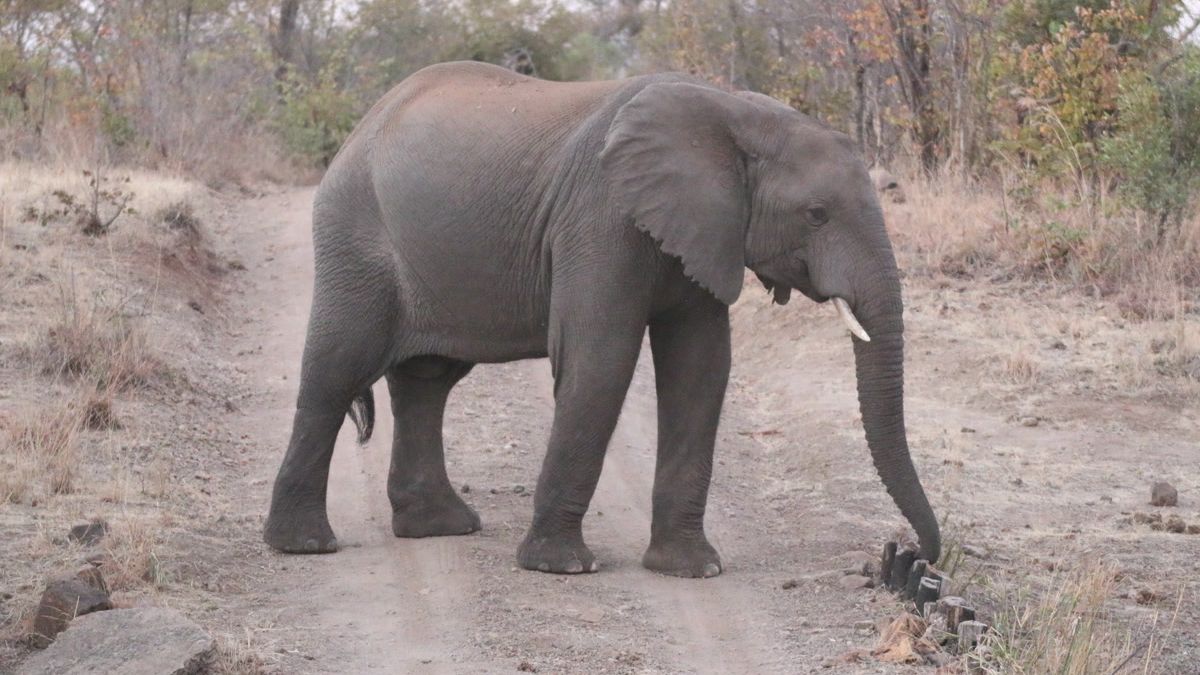 erfahrungsbericht-zimbabwe-kundenfotos-rangerausbildung-elefant-natucate