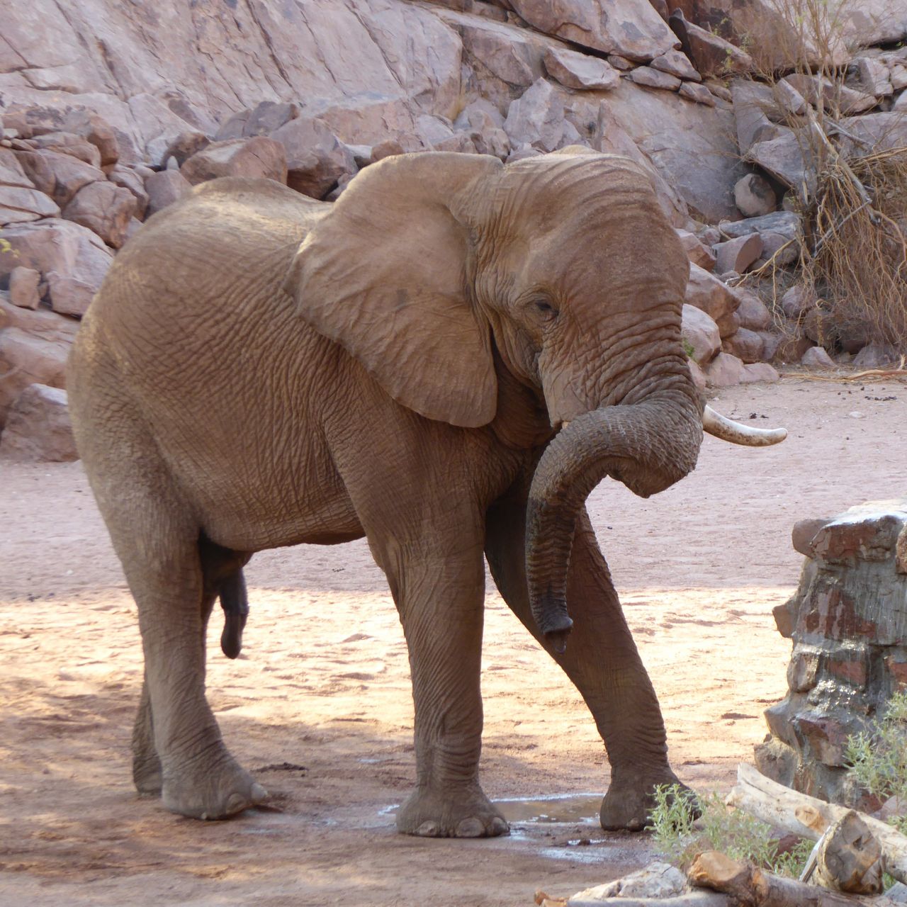 erfahrungsberichte-freiwilligenarbeit-namibia-elefanten-yvonne-elefant-wasserloch-natucate