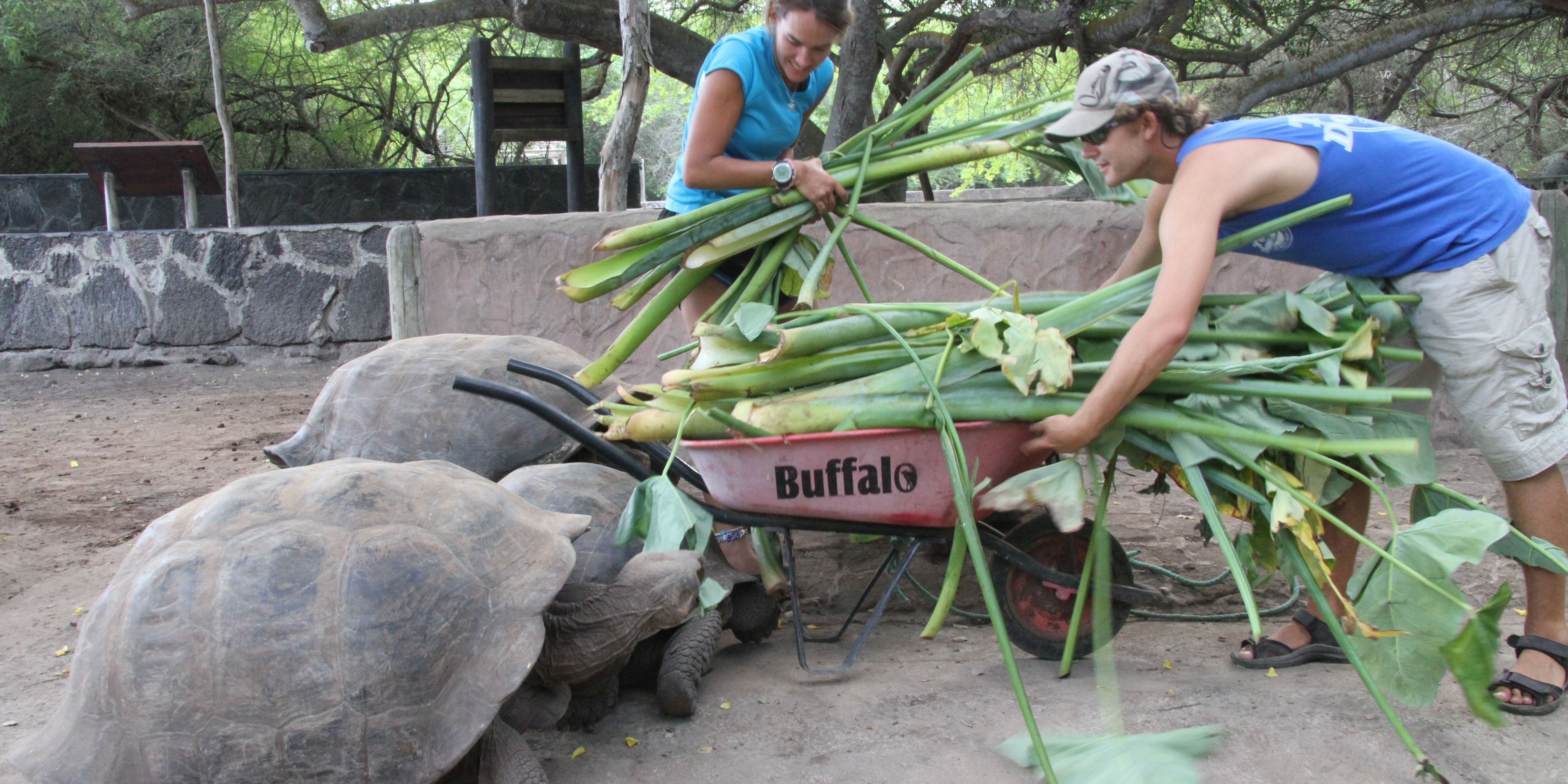 natucate-freiwilligendienst-ecuador-artenschutz-futterung-schildkroten-freiwillige