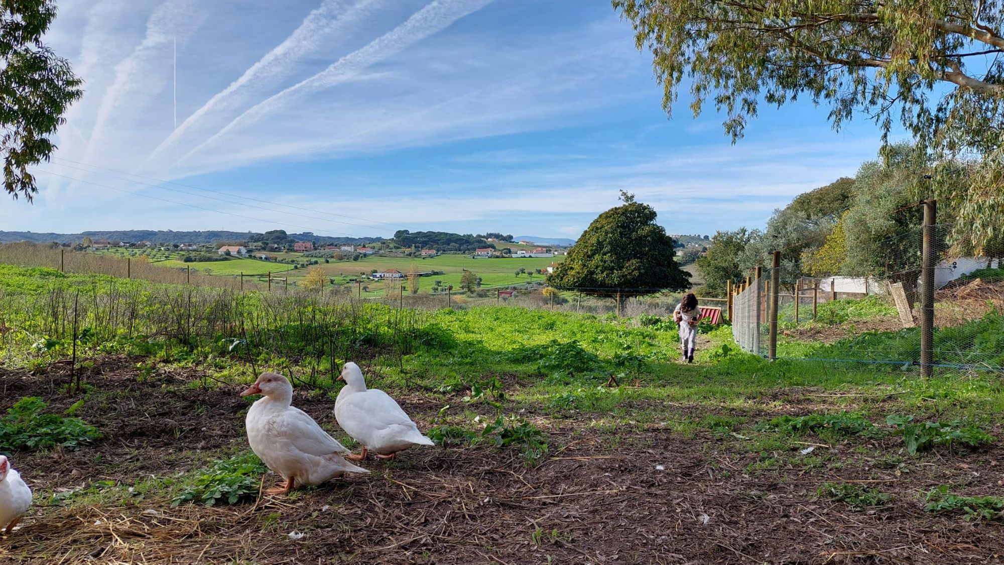 White ducks running free on the railings of the animal welfare sanctuary in Portugal